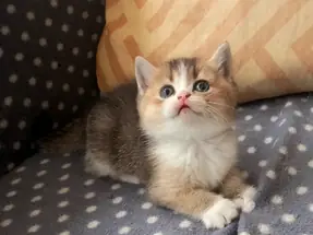 British Shorthair Black Golden Bicolor yavrumuz