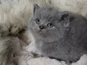 BRİTİSH SHORTHAİR GRİ ERKEK YAVRU KEDİ