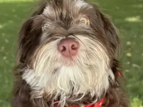 Maltipoo Erkek Yavrumuz Ücretsiz sahiplendirme