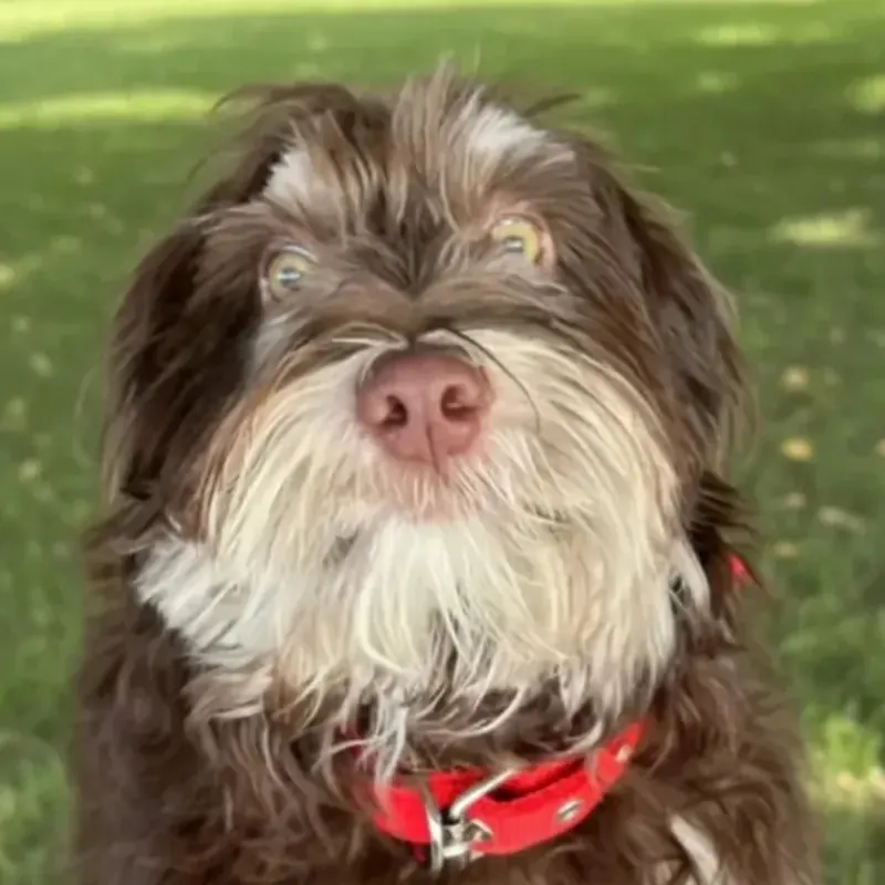 Maltipoo Erkek Yavrumuz Ücretsiz sahiplendirme