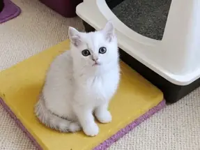 Muhteşem British Shorthair Silver Dişi Yavrumuz