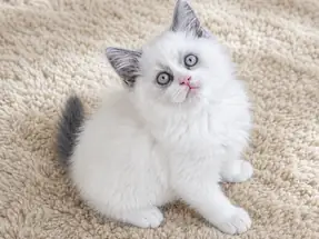 Ragdoll Kürklü Mavi Göz British Shorthair Point Bicolor Erkek
