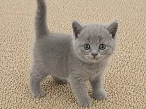 Mükemmel British Shorthair Blue Erkek Yavrumuz