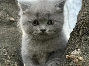 2 AYLIK DİŞİ YAVRU BRİTİSH SHORTHAİR