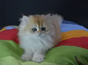 2 aylık British Longhair erkek Ücretsiz sahiplendirme