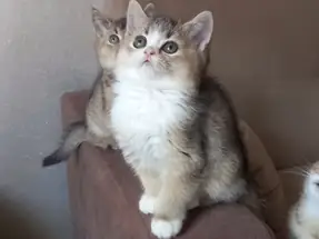 Muhteşem British Shorthair Golden Bicolor dişi yavrumuz