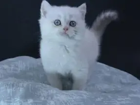 2 aylık British Shorthair Ücretsiz sahiplendirme