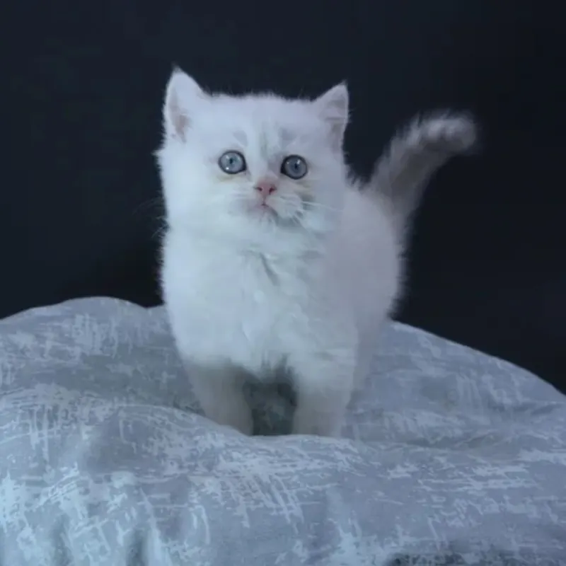 2 aylık British Shorthair Ücretsiz sahiplendirme