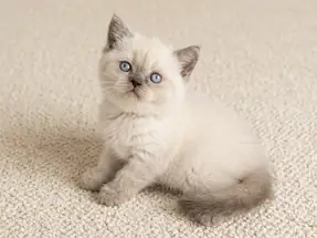 Muhteşem British Shorthair Blue Point Dişi Yavrumuz