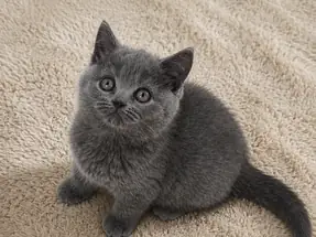 Safkan British Shorthair Klasik Blue (Gri) Dişi Yavrumuz