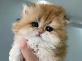 Safkan golden british longhair