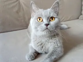 4 Yaşında British Shorthair Dişi Kısır Lilac