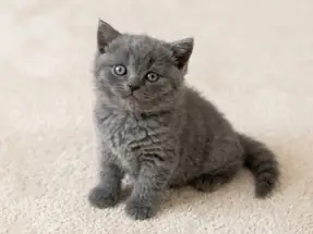 Mükemmel British Shorthair Blue Dişi Yavrumuz