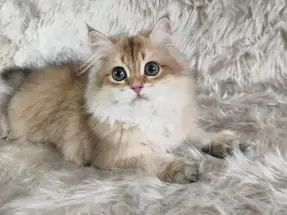 Organik Yavru British Shorthair Longhair Yavrular