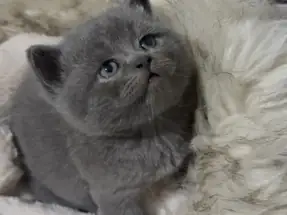 BRİTİSH SHORTHAİR GRİ DİŞİ YAVRU KEDİ