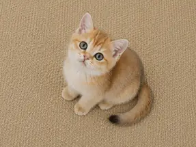 Mükemmel kalite British Shorthair Golden Erkek Yavrumuz