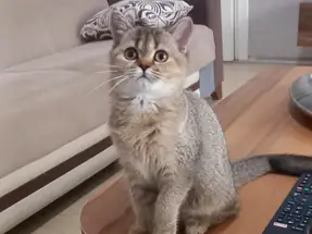 Mükemmel Kalite British Shorthair Golden yavrumuz