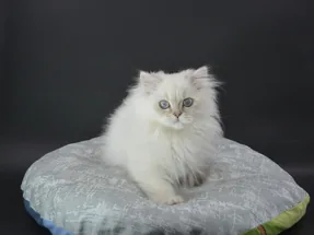 British Longhair dişi yavru Ücretsiz sahiplendirme