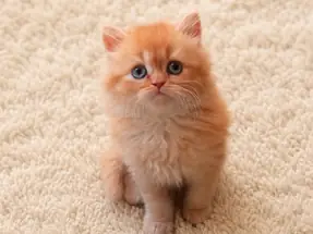 Muhteşem British Longhair Red Erkek Yavrumuz