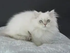 2 aylık dişi British Longhair Ücretsiz sahiplendirme