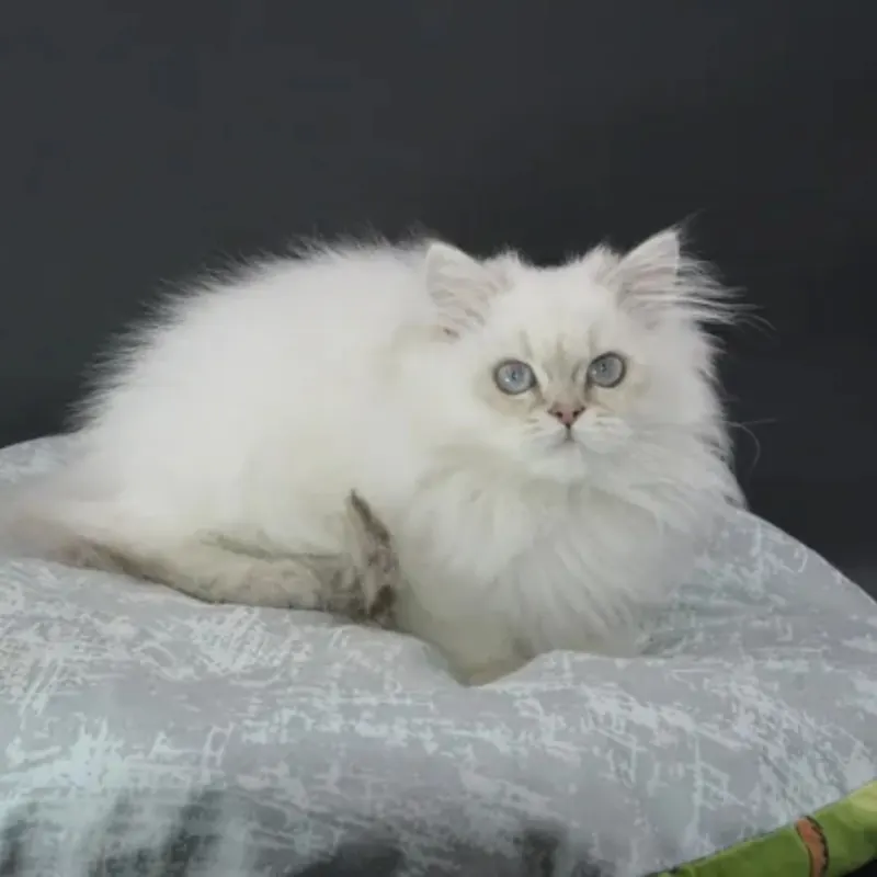 2 aylık dişi British Longhair Ücretsiz sahiplendirme