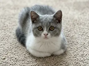 Güzeller güzeli British Shorthair Blue Bicolor Dişi Yavru Kedi